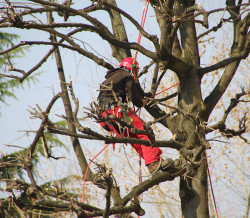 Élagage d'arbres Maisons-Laffitte